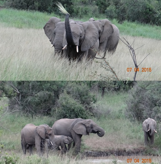 3 day safari from Durban; Elephants