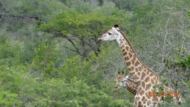 3 day safari from Durban; Giraffe