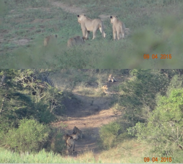 3 day safari from Durban; Lions in Hluhluwe