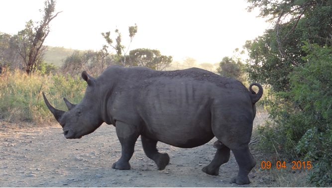 3 day safari from Durban; Rhino crossing road