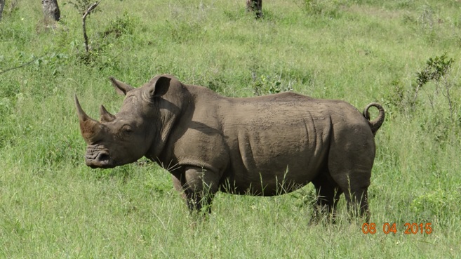 3 day safari from Durban; Rhino male