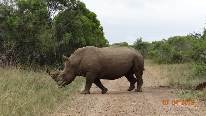 3 day safari from Durban; Rhino