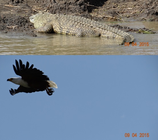 3 day safari from Durban; St Lucia; Fish eagle in flight and a Crocodile