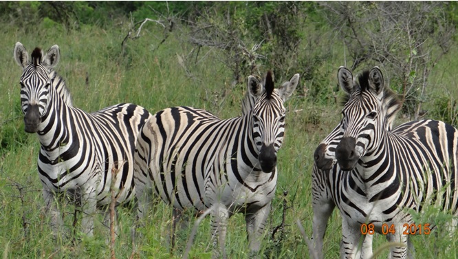3 day safari from Durban; Zebra