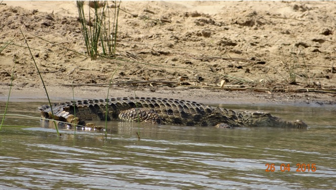 St Lucia day tour; Crocodile in St Lucia estuary