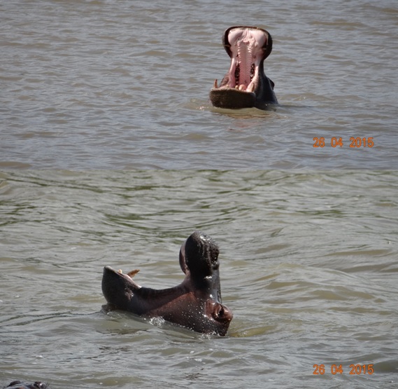 St Lucia day tour; Hippos Yawning