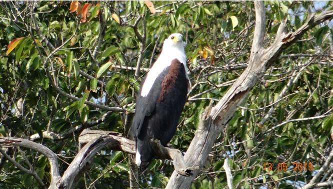 Durban day tour; African fish eagle