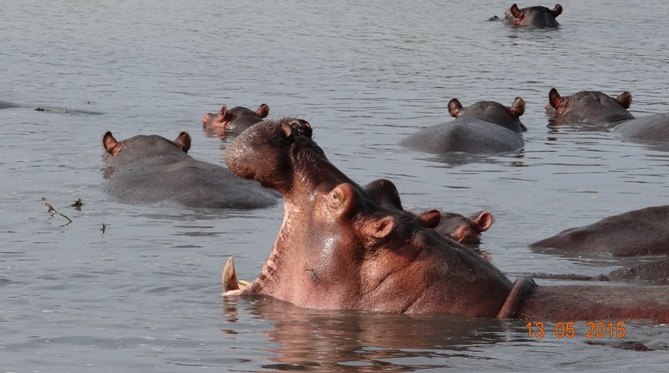 Durban day tour; Hippo with mouth open