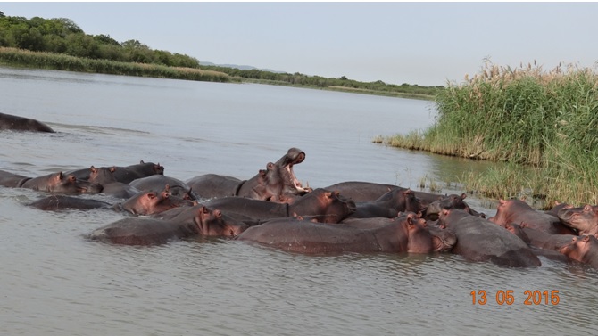 Durban day tour; Pod of Hippos showing aggression