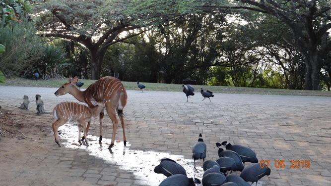 Durban overnight safari tours; Animals outside my bedroom
