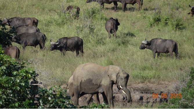 Durban overnight safari tours; Buffalo and Elephant