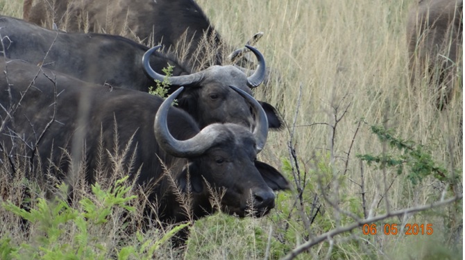 Durban overnight safari tours; Buffalo