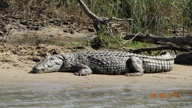 Durban overnight safari tours; Crocodile at St Lucia estuary