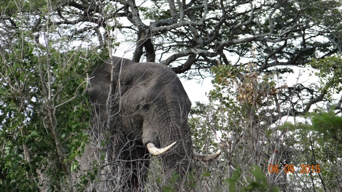 Durban overnight safari tours; Elephant