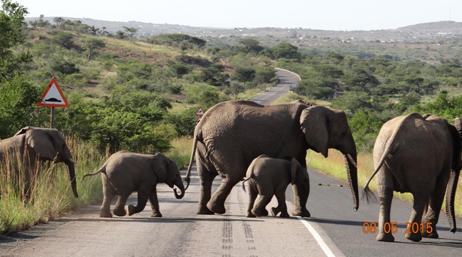 Durban overnight safari tours; Elephants cross main road as we exit Hluhluwe Imfolozi game reserve