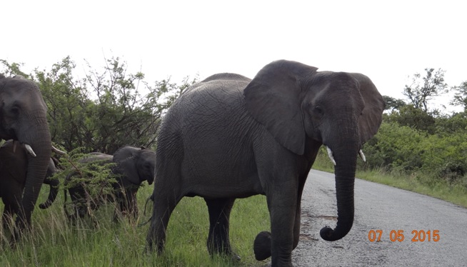 Durban overnight safari tours; Elephants crossing