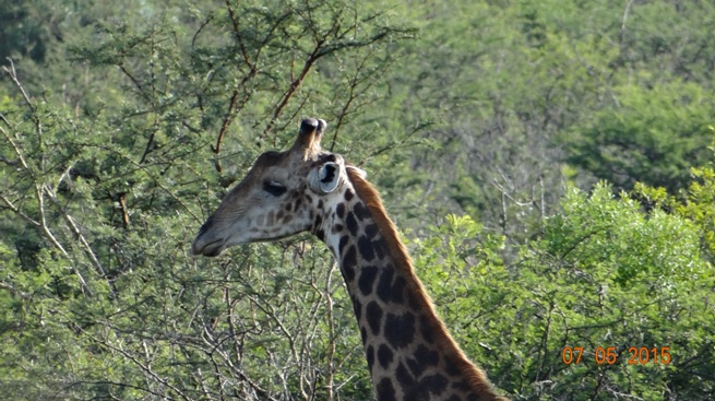 Durban overnight safari tours; Giraffe