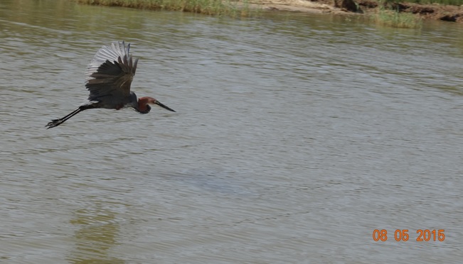 Durban overnight safari tours; Goliath heron in flight at St Lucia