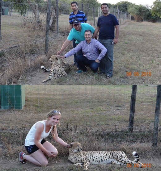 Durban overnight safari tours; Guests with the Cheetah at Cat rehab center