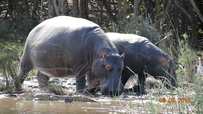 Durban overnight safari tours; Hippos out the water with Crocodile