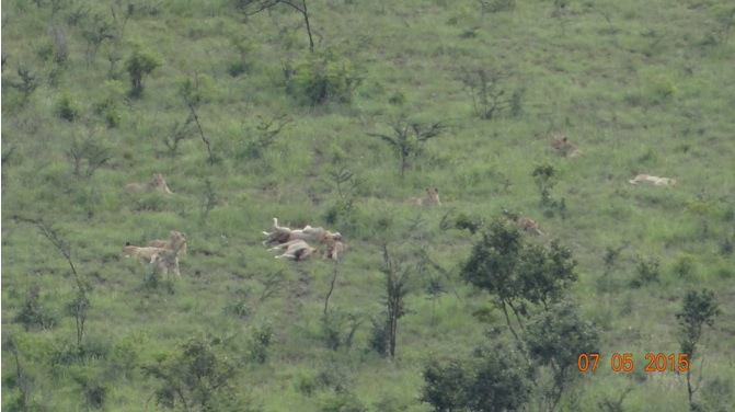 Durban overnight safari tours; Lions resting