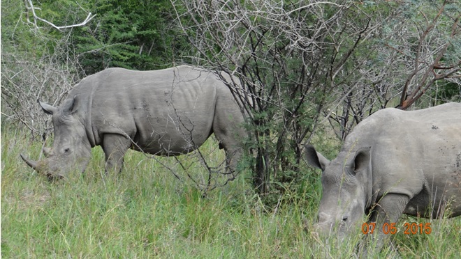 Durban overnight safari tours; Rhinos