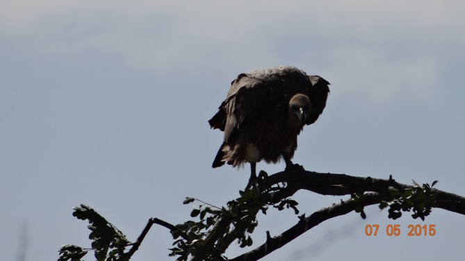 Durban overnight safari tours; White backed Vulture