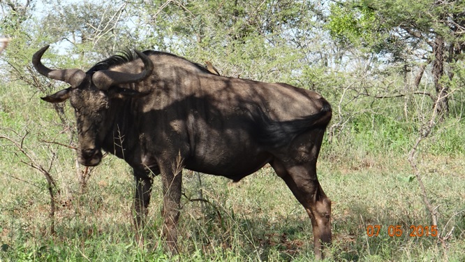 Durban overnight safari tours; Wildebeest