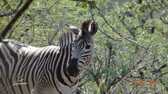 Durban overnight safari tours; Zebra