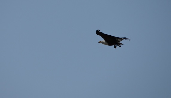 Durban 2 day safari; African Fish Eagle
