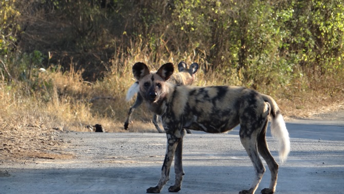 Durban 2 day safari; African Wild Dogs