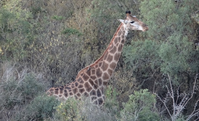 Durban 2 day safari; Giraffe