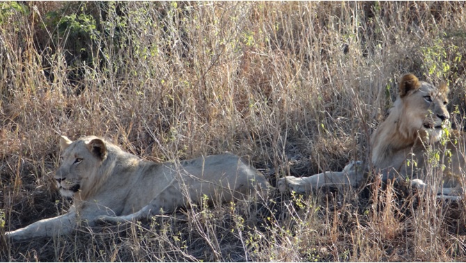 Durban 2 day safari; Lions