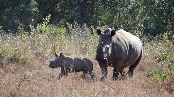 Durban 2 day safari; Rhino mother and calf