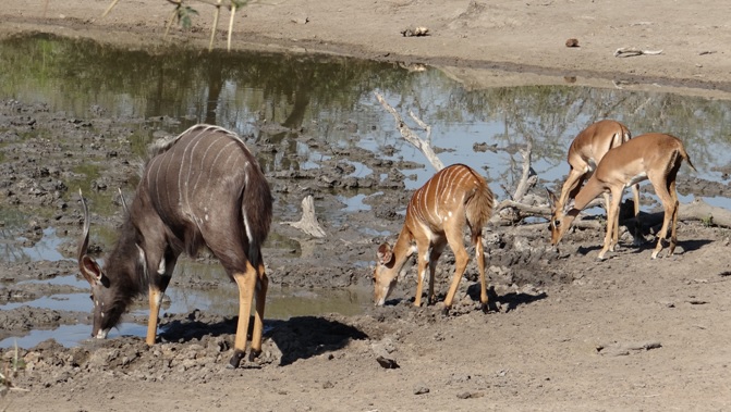 Durban safaris; Antelope drinking