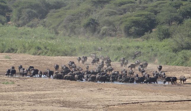 Durban safaris; Buffalo herd