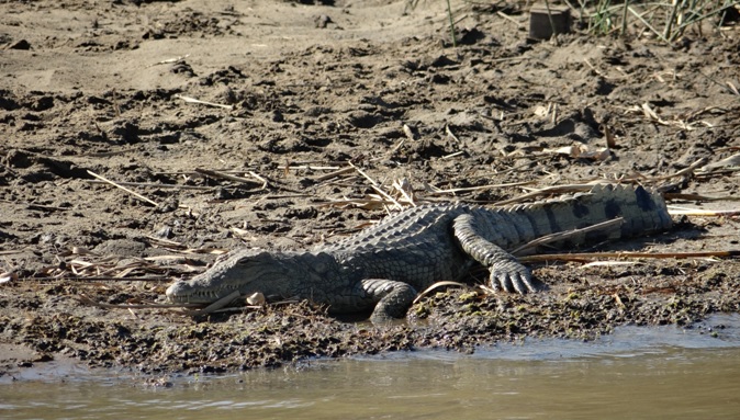 Durban safaris; Crocodile