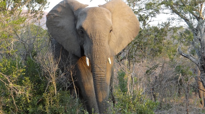 Durban safaris; Elephant