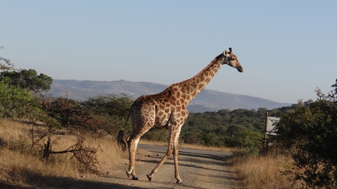 Durban safaris; Giraffe