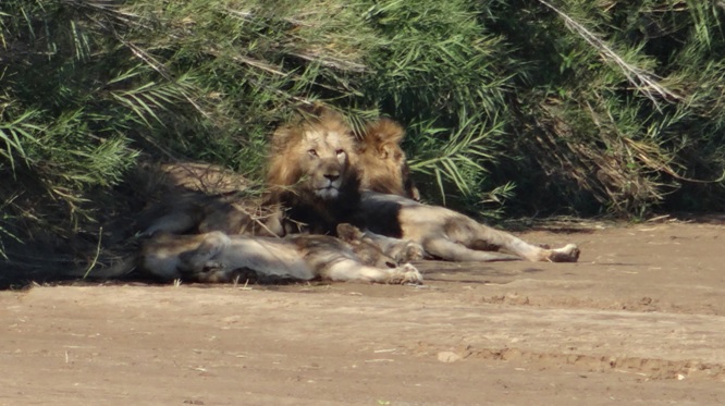 Durban safaris; Lions resting in river bed
