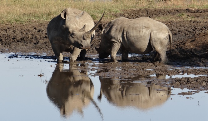 Durban safaris; Rhino reflection