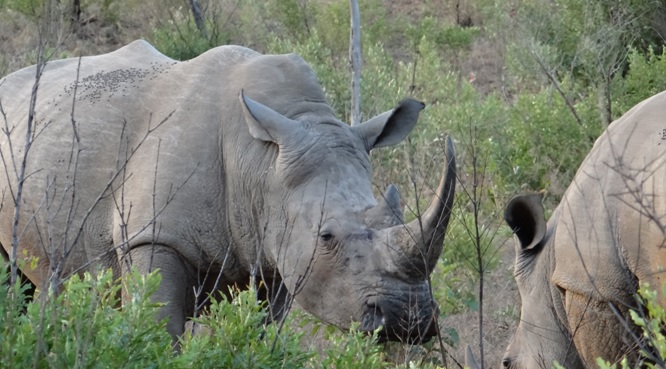 Durban safaris; Rhino