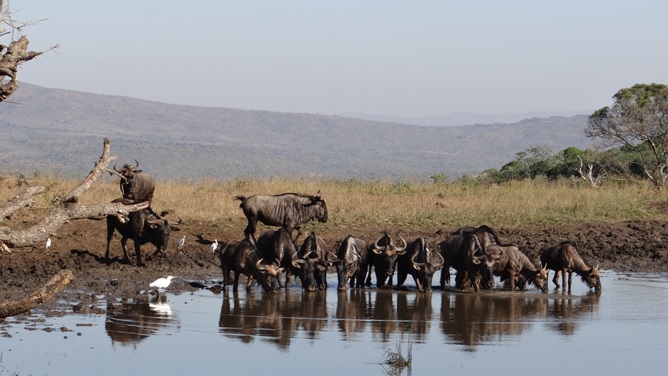 Durban safaris; Wildebeest drinking
