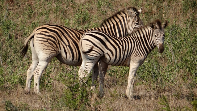 Durban safaris; Zebra