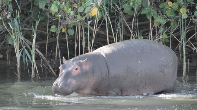 Durban safaris; baby Hippo