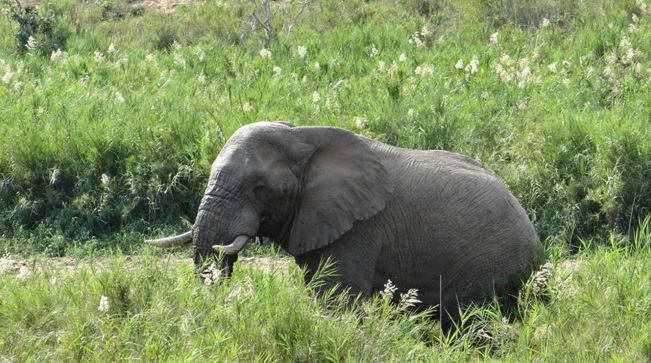 Safari from Durban; Bull Elephant