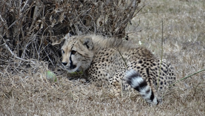 Safari from Durban; Cheetah cub at Cat rehabilitation center