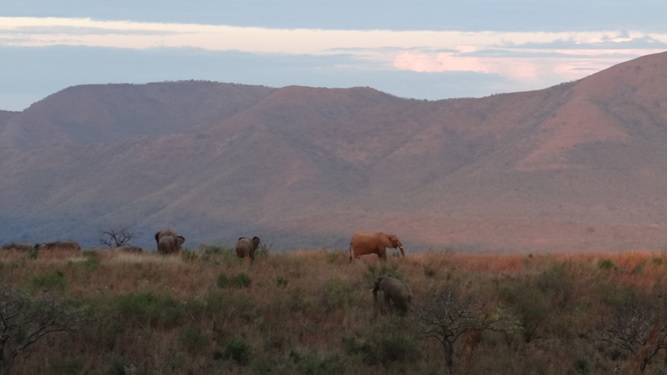 Safari from Durban; Elephants at sunset
