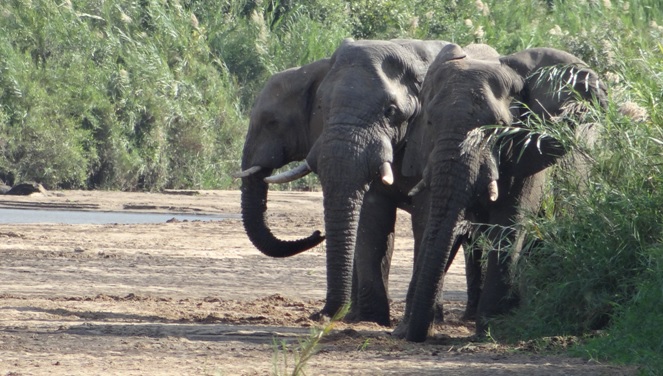 Safari from Durban; Elephants