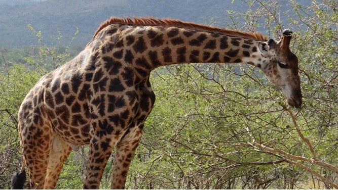 Safari from Durban; Giraffe
